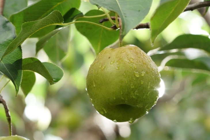 D:\玉露香梨\果子\DSC01031.JPG